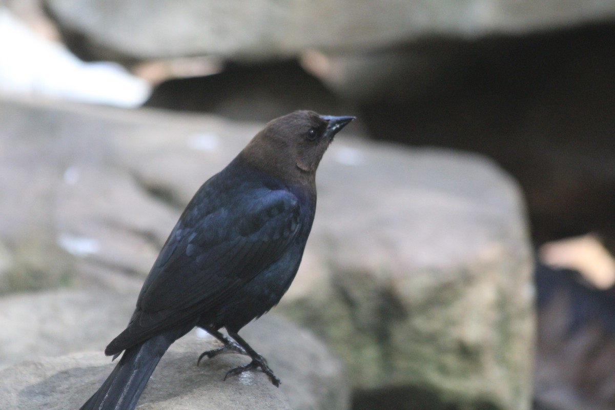שחרורית חומת-ראש - ML646766278