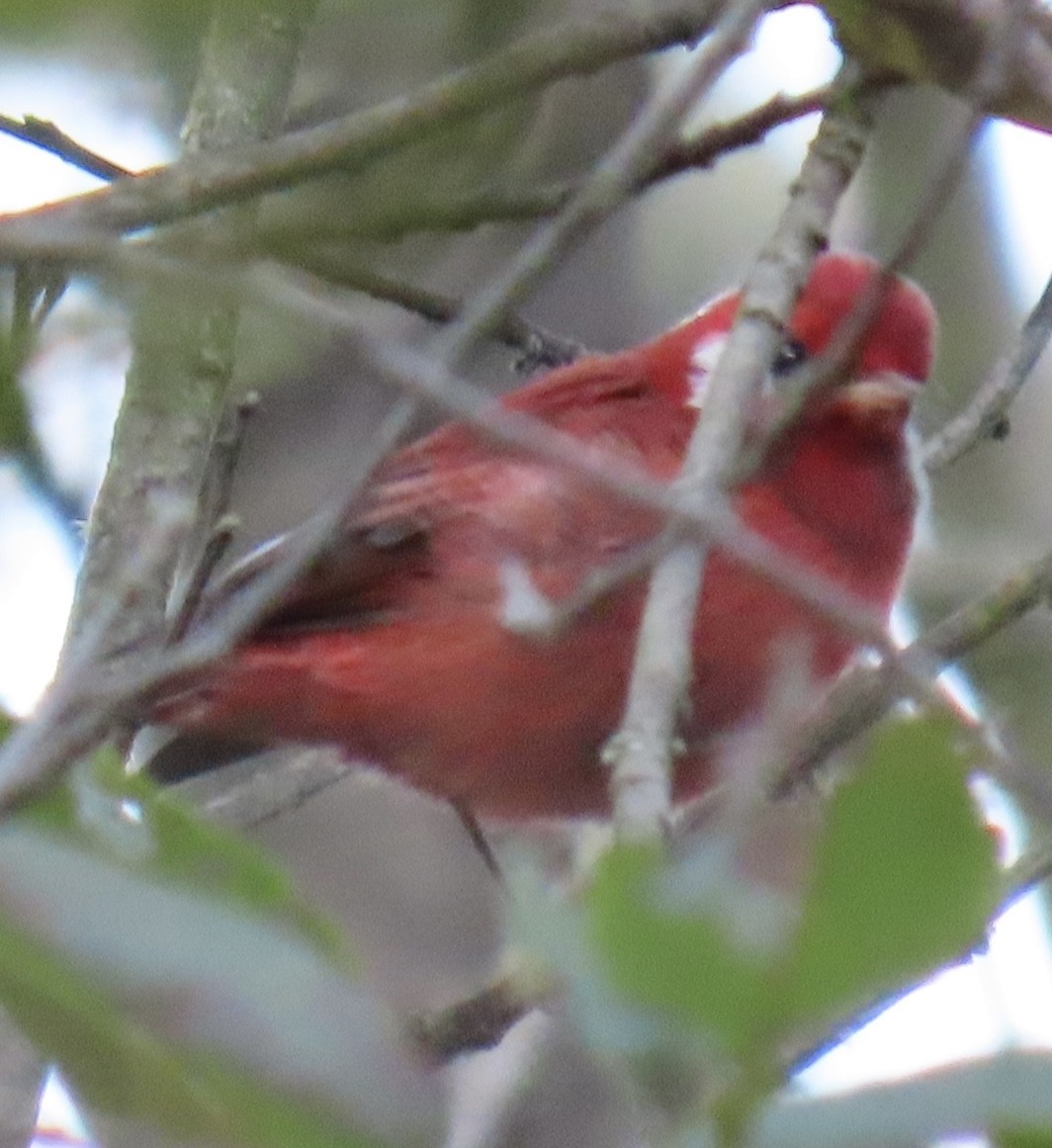 rødparula (rubra/rowleyi) - ML646766279