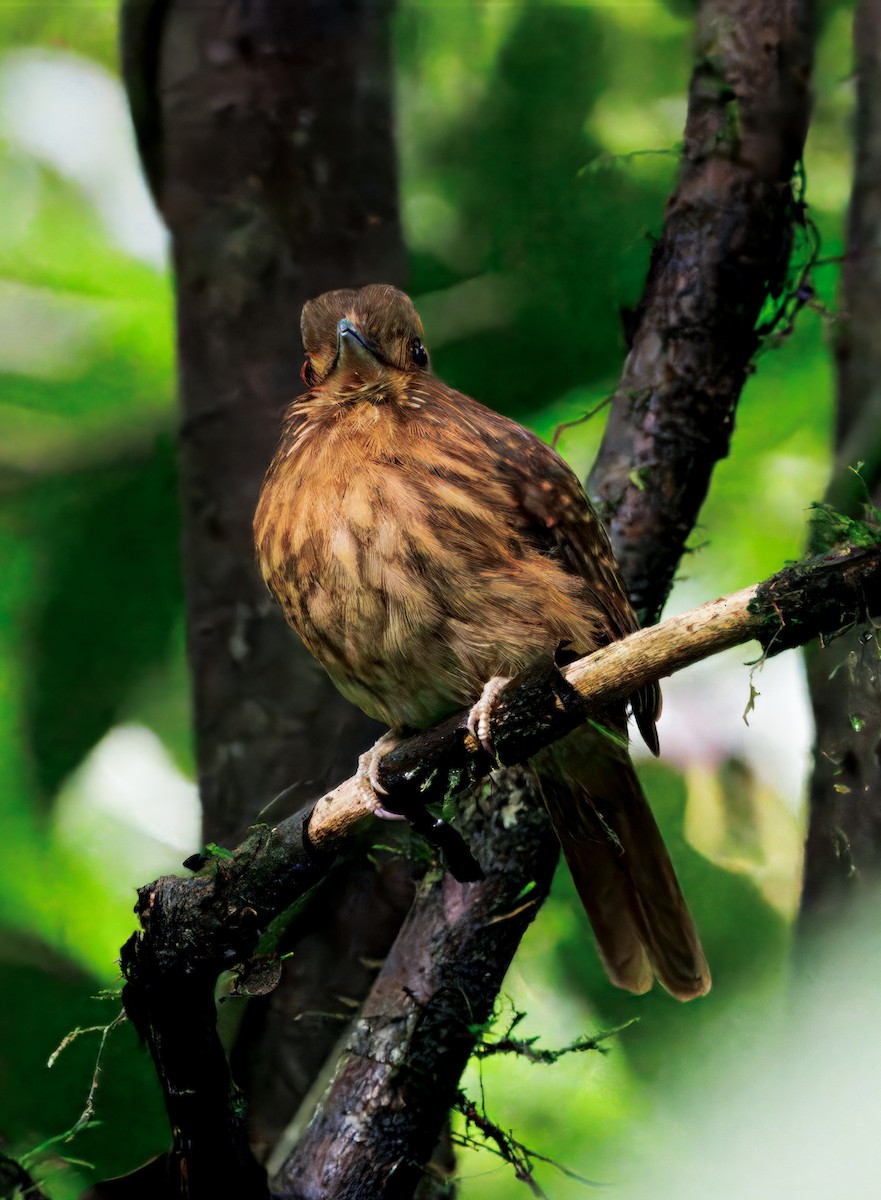 White-whiskered Puffbird - ML646766280