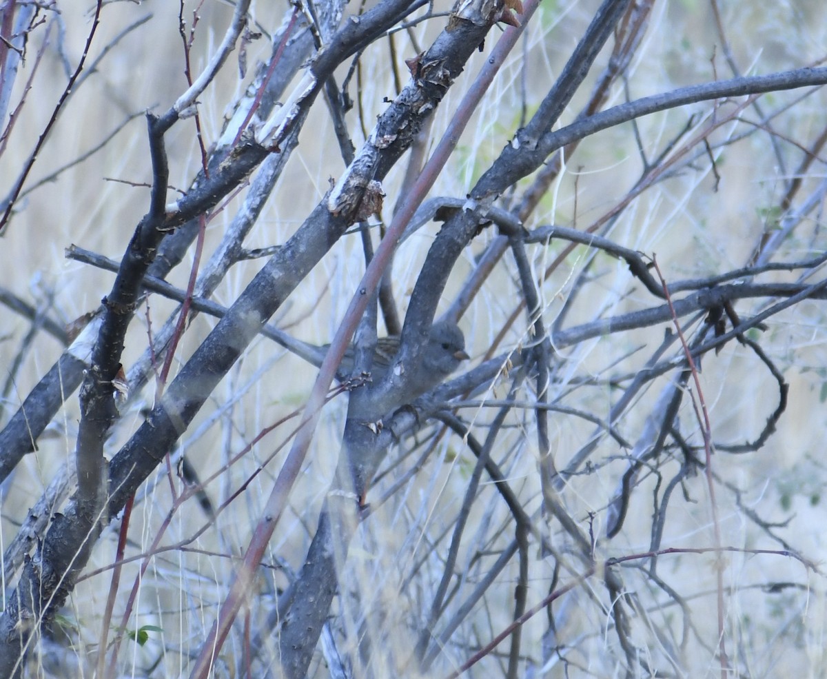 Black-chinned Sparrow - ML646766282