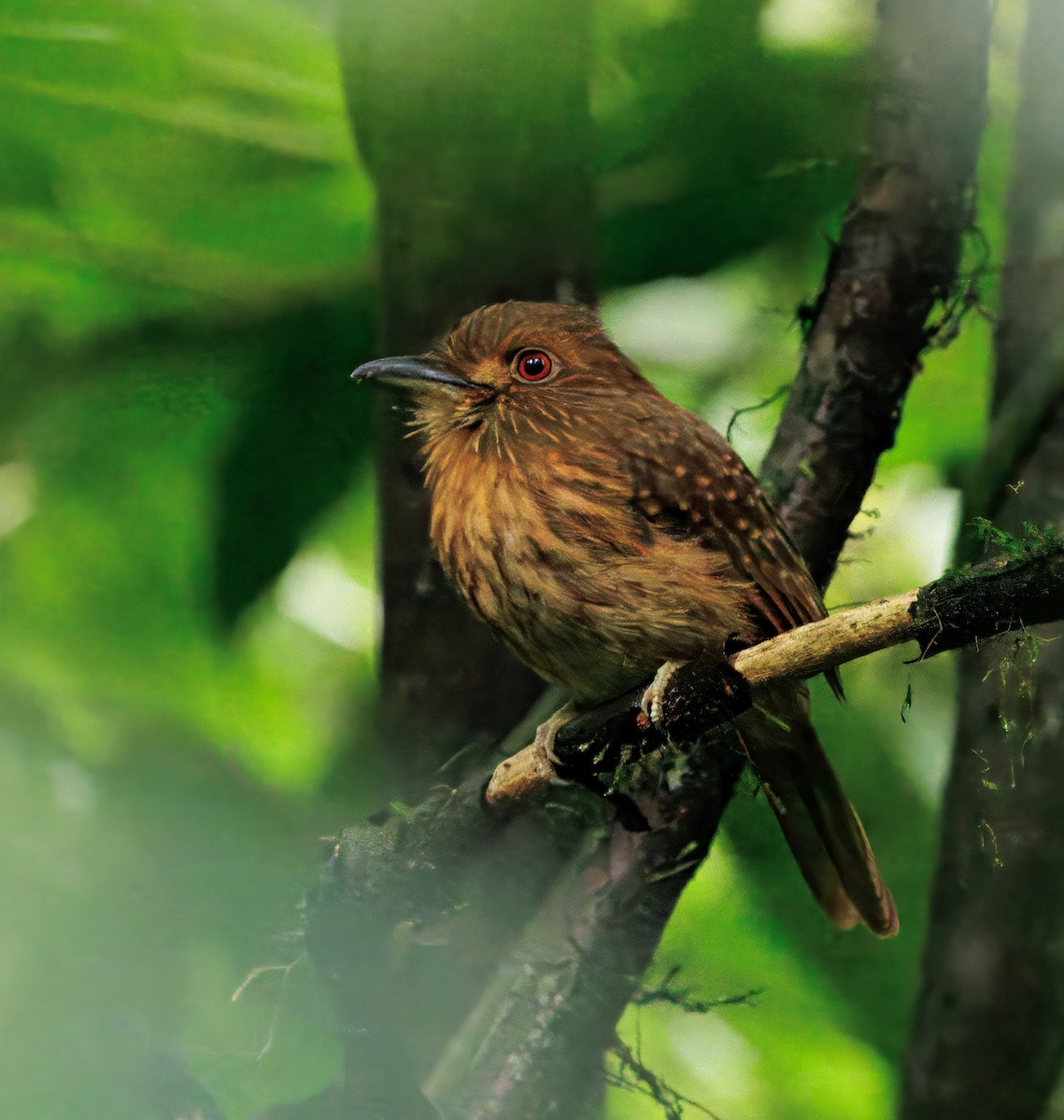 White-whiskered Puffbird - ML646766283