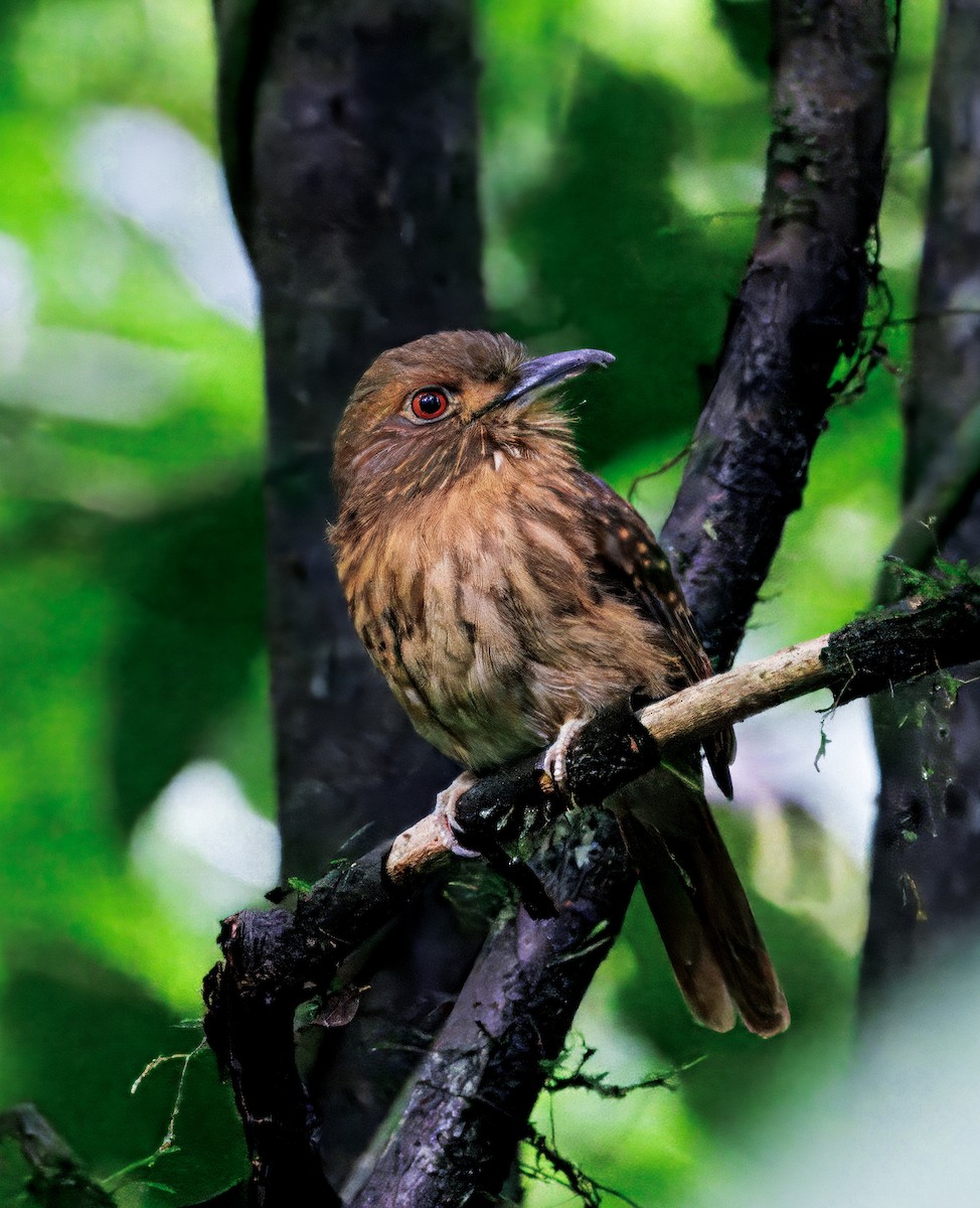 White-whiskered Puffbird - ML646766284