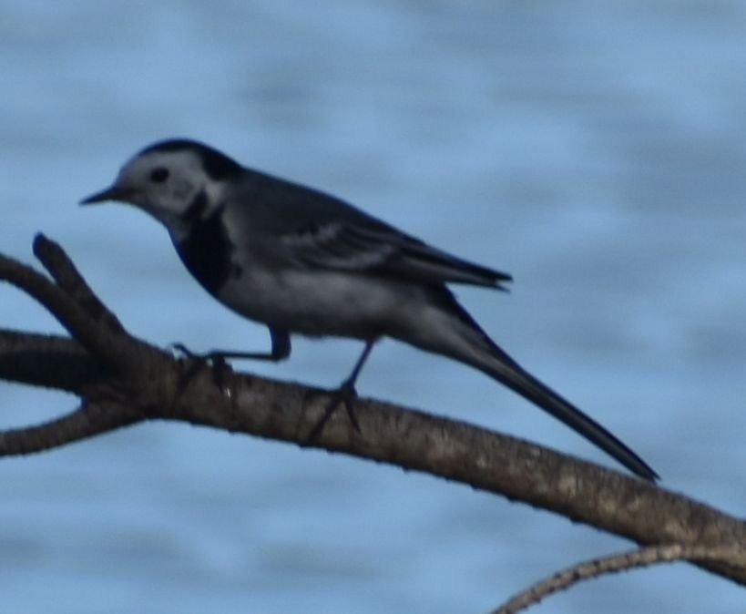 White Wagtail - ML646766285