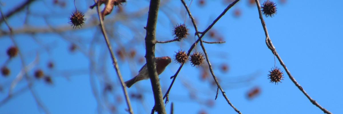 House Finch - ML646766288