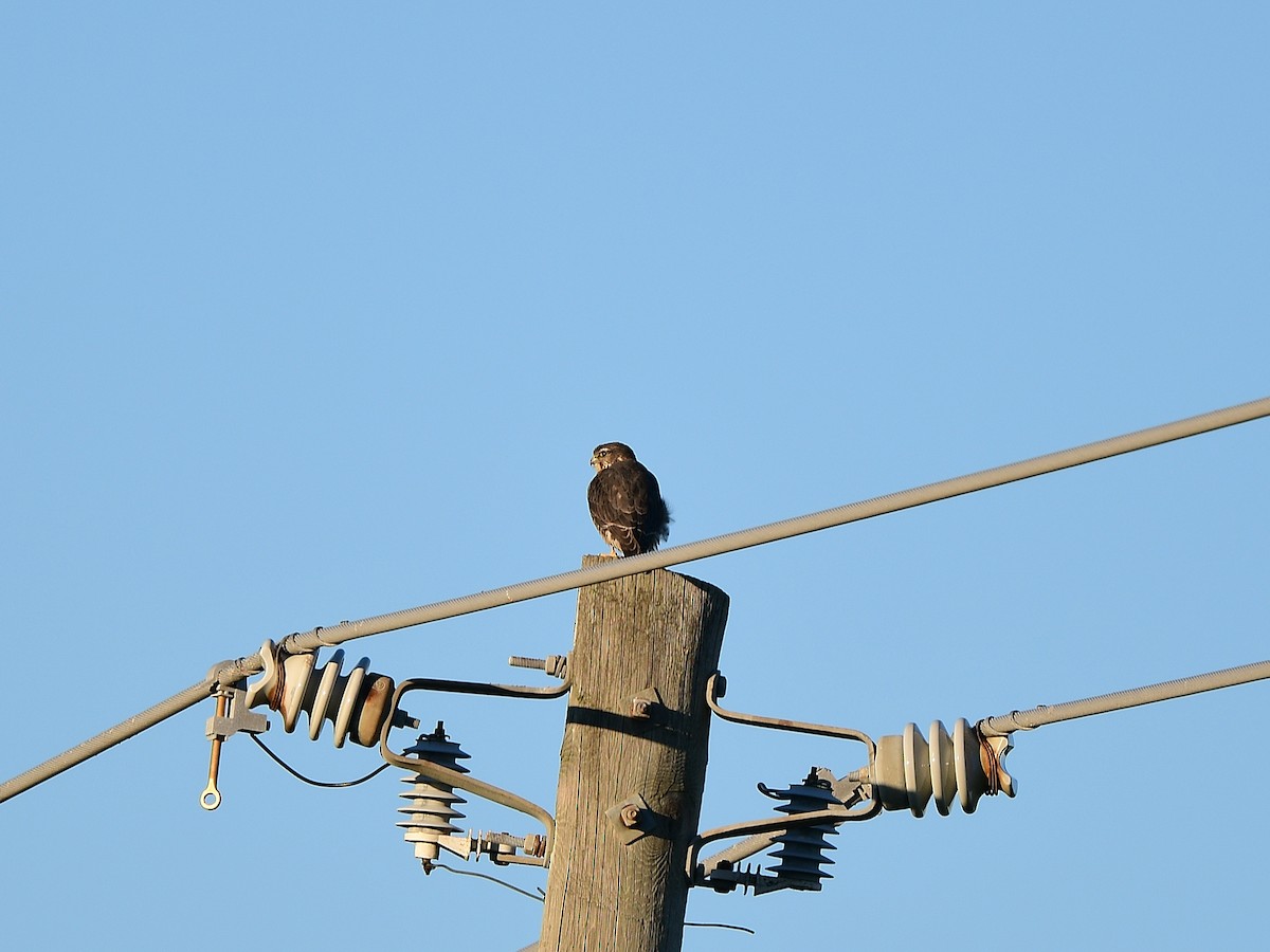 Belatz txikia - ML646766301