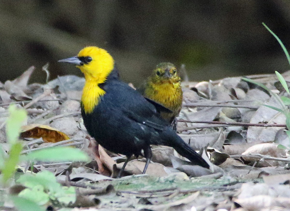 Yellow-hooded Blackbird - ML646766302