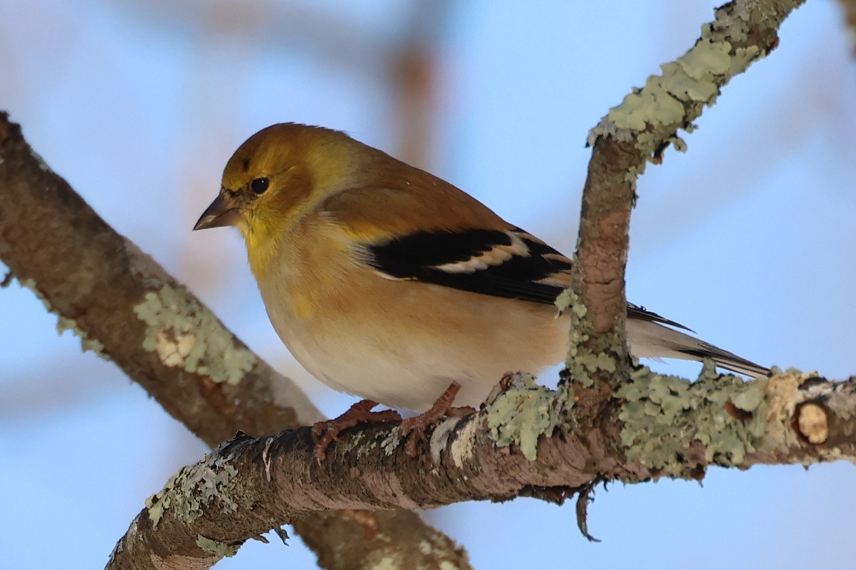 Американский чиж - ML646766308