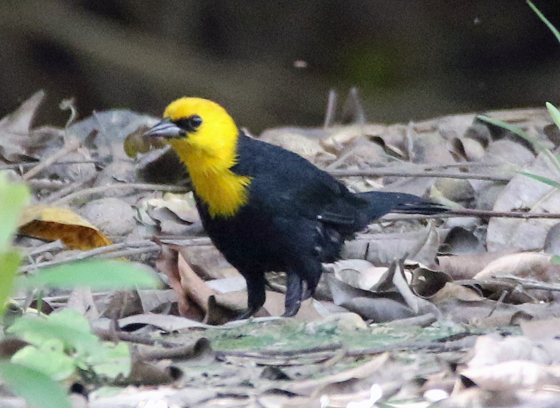 Yellow-hooded Blackbird - ML646766309
