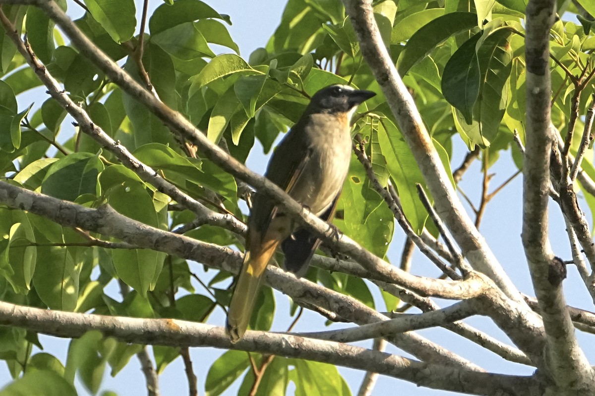 Buntkehlsaltator - ML646766312