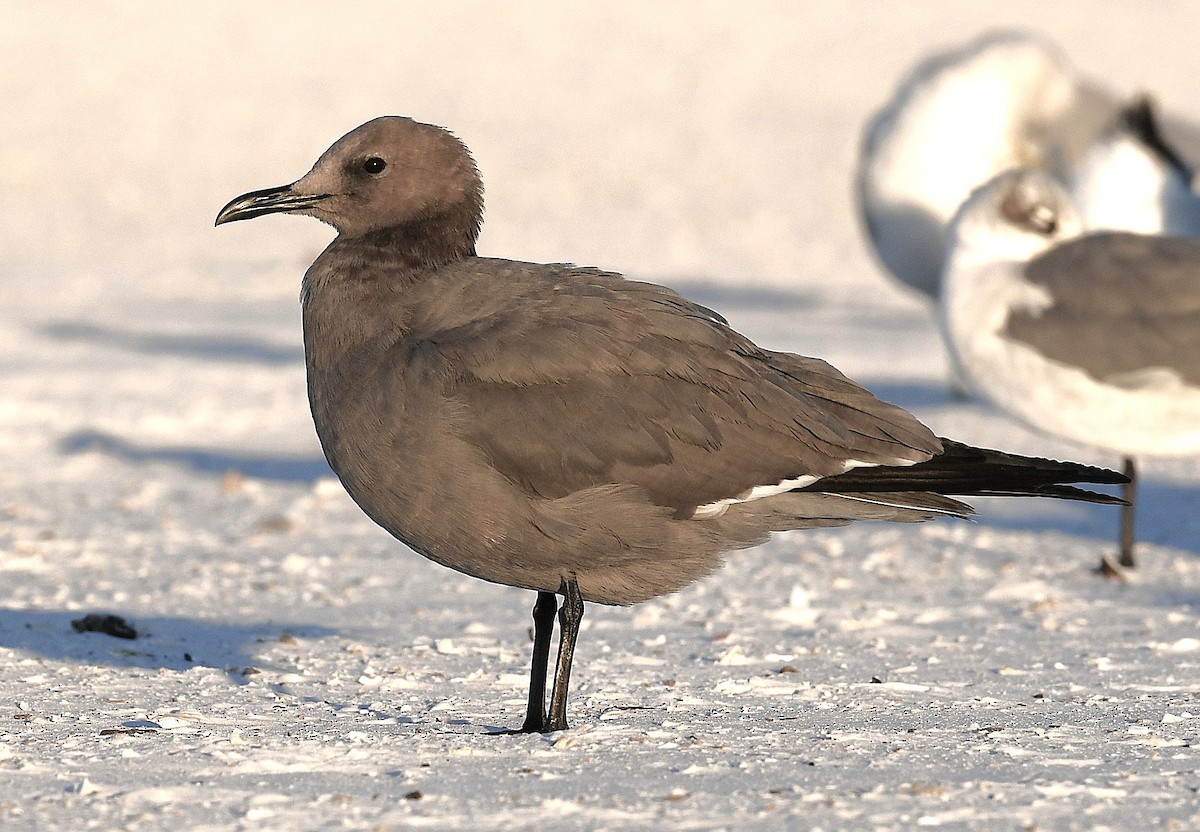 ハイイロカモメ - ML646766313