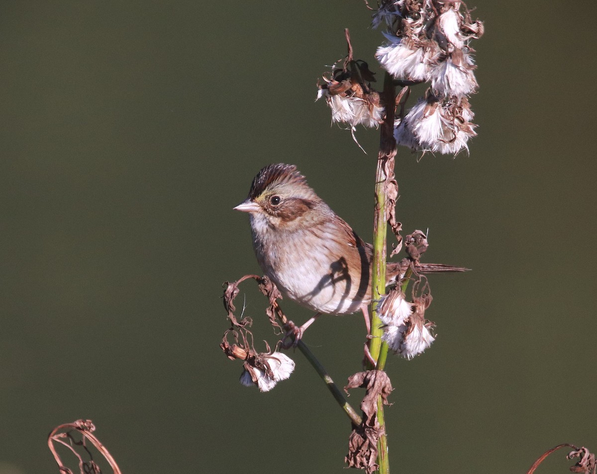 Bruant des marais - ML646766322