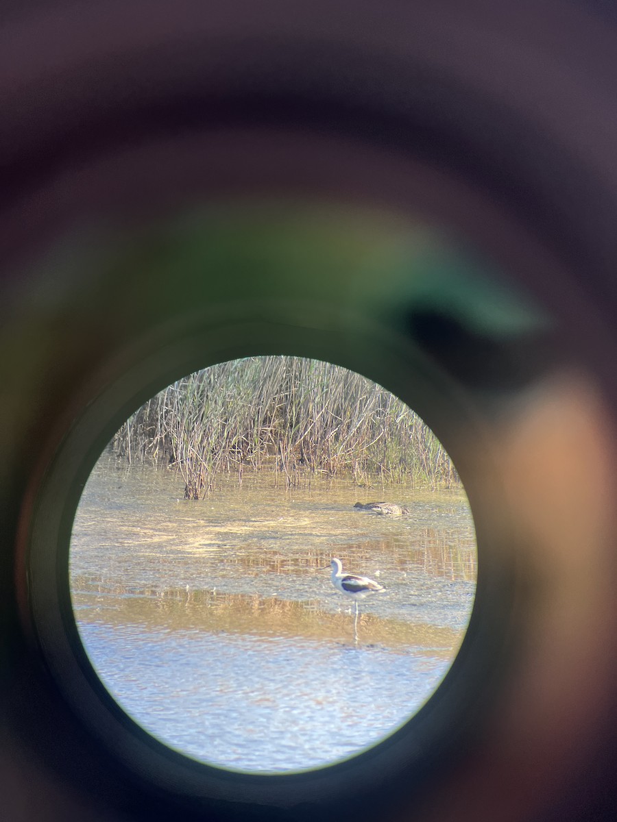 Kızıl Kılıçgaga - ML646766333