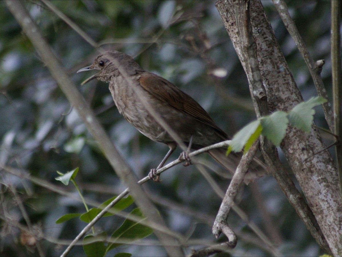 Zorzal Sabiá - ML646766337