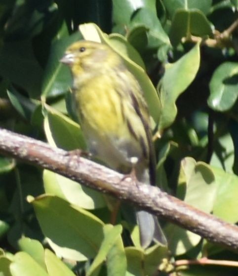 Txirriskila arrunta - ML646766342