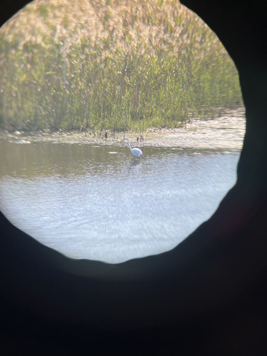 Karbeyaz Balıkçıl - ML646766343