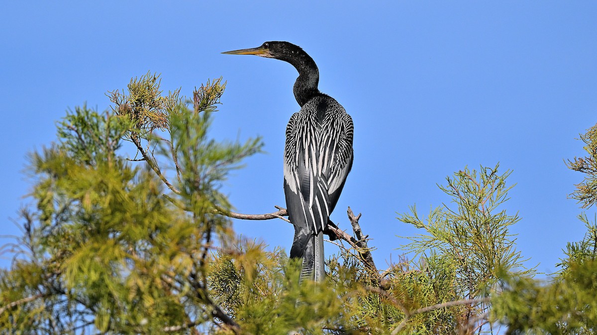 Американская змеешейка - ML646766344