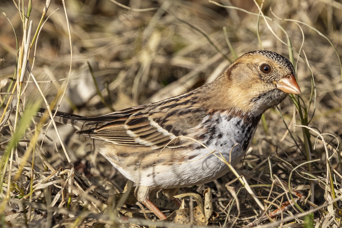 Harris's Sparrow - ML646766345
