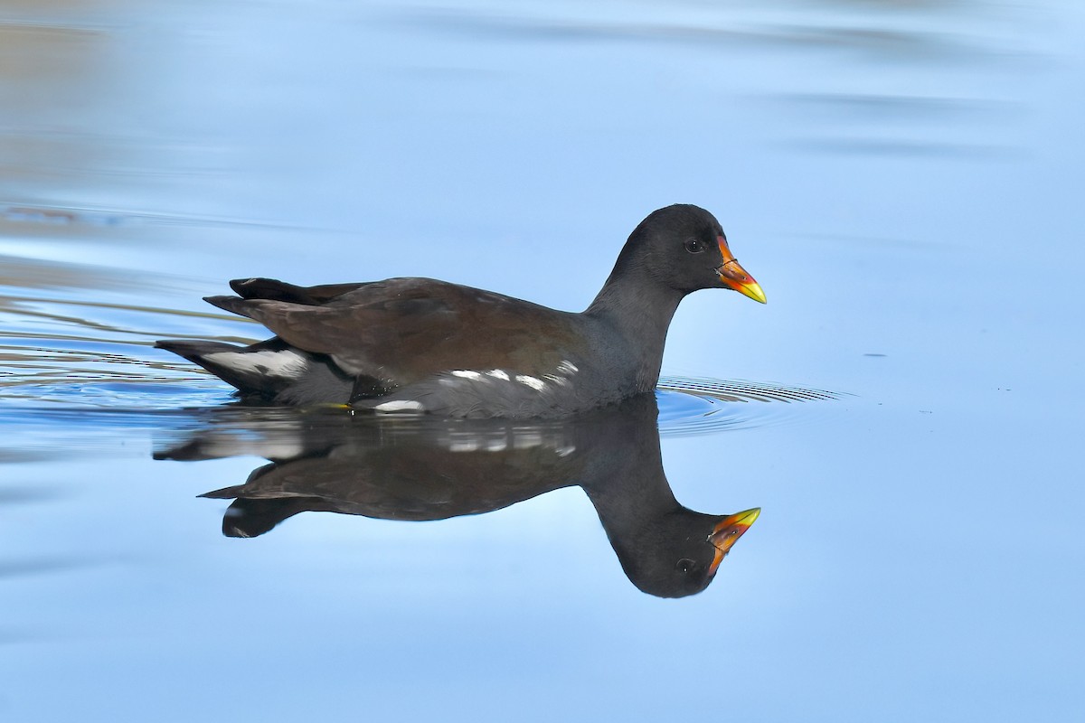 slípka americká - ML646766346