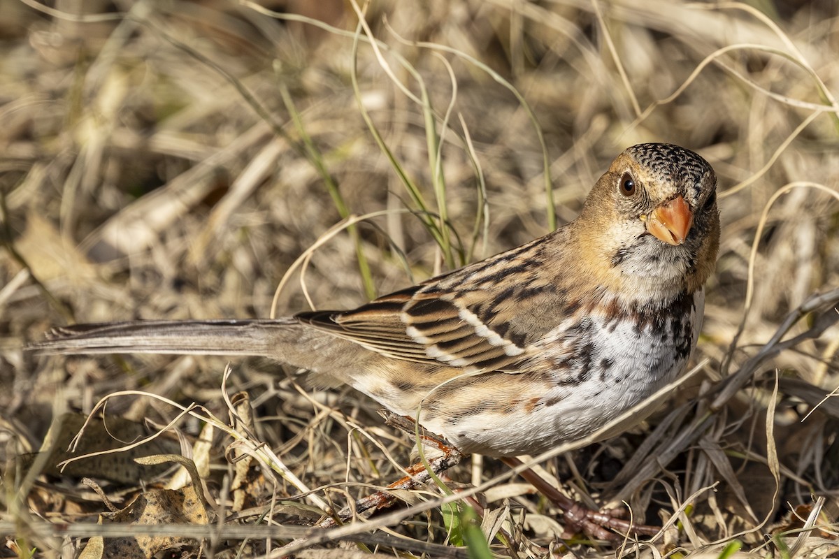 Harris's Sparrow - ML646766347