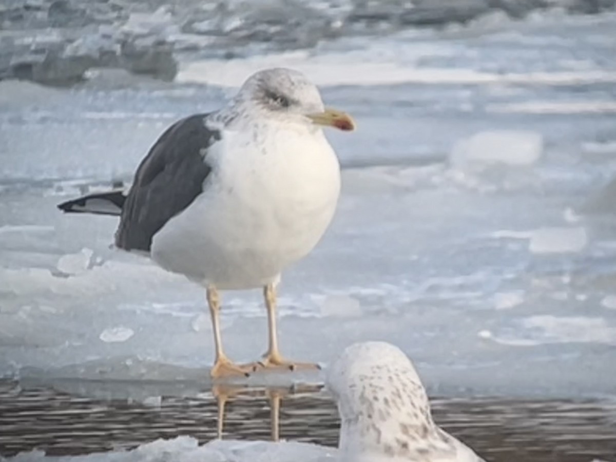 sildemåke - ML646766349