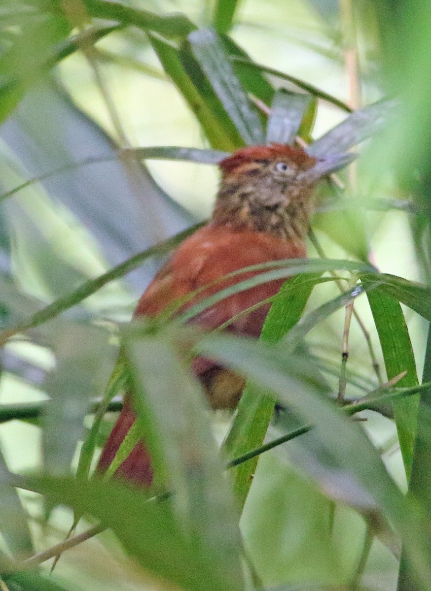 Barred Antshrike - ML646766350