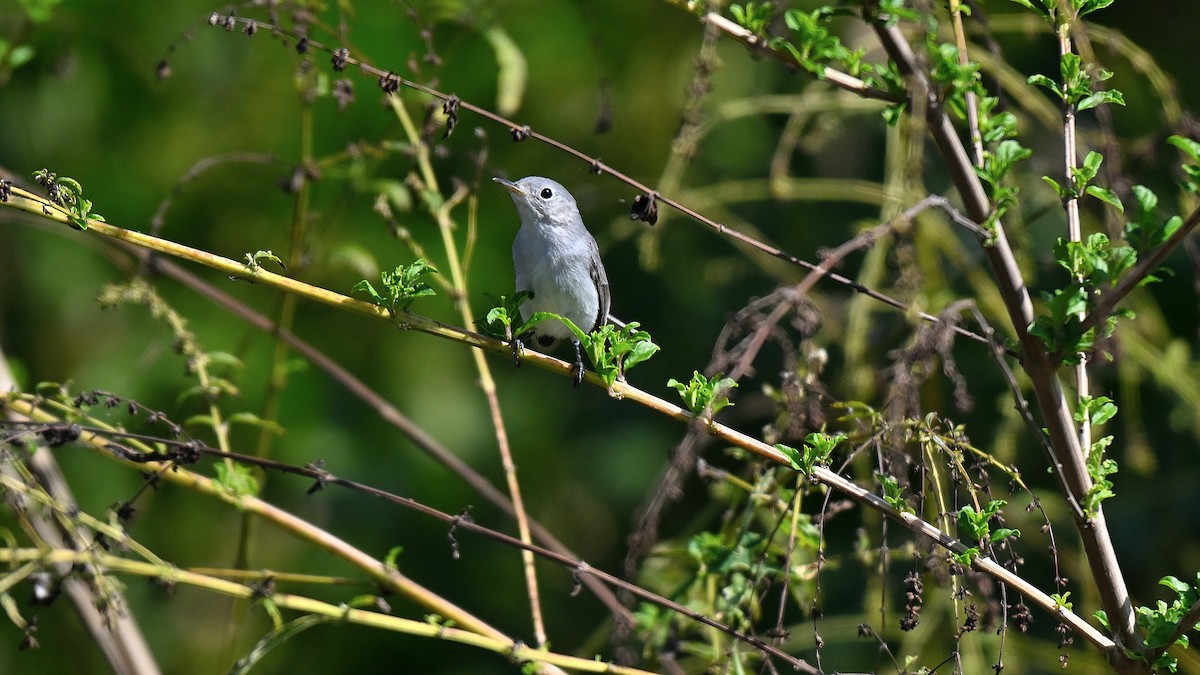 Голубая комароловка - ML646766352