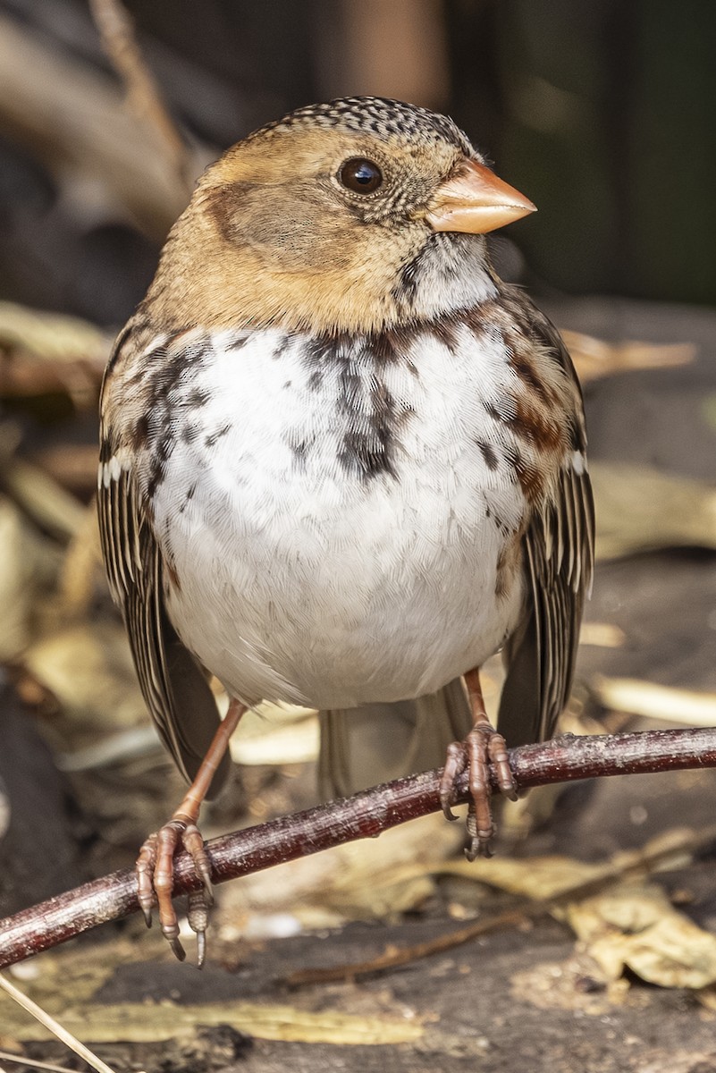 Harris's Sparrow - ML646766353