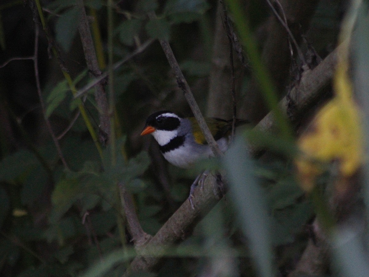 Saffron-billed Sparrow (Saffron-billed) - ML646766354