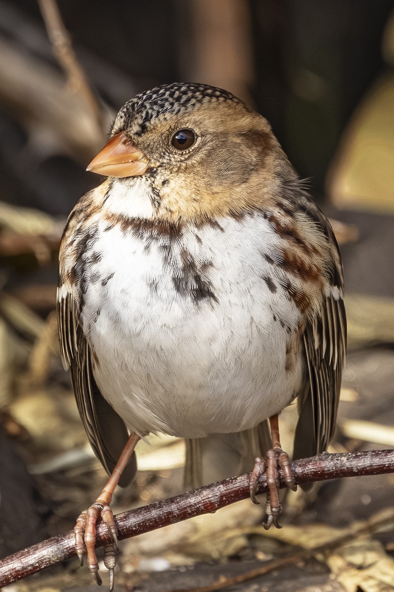 Harris's Sparrow - ML646766355