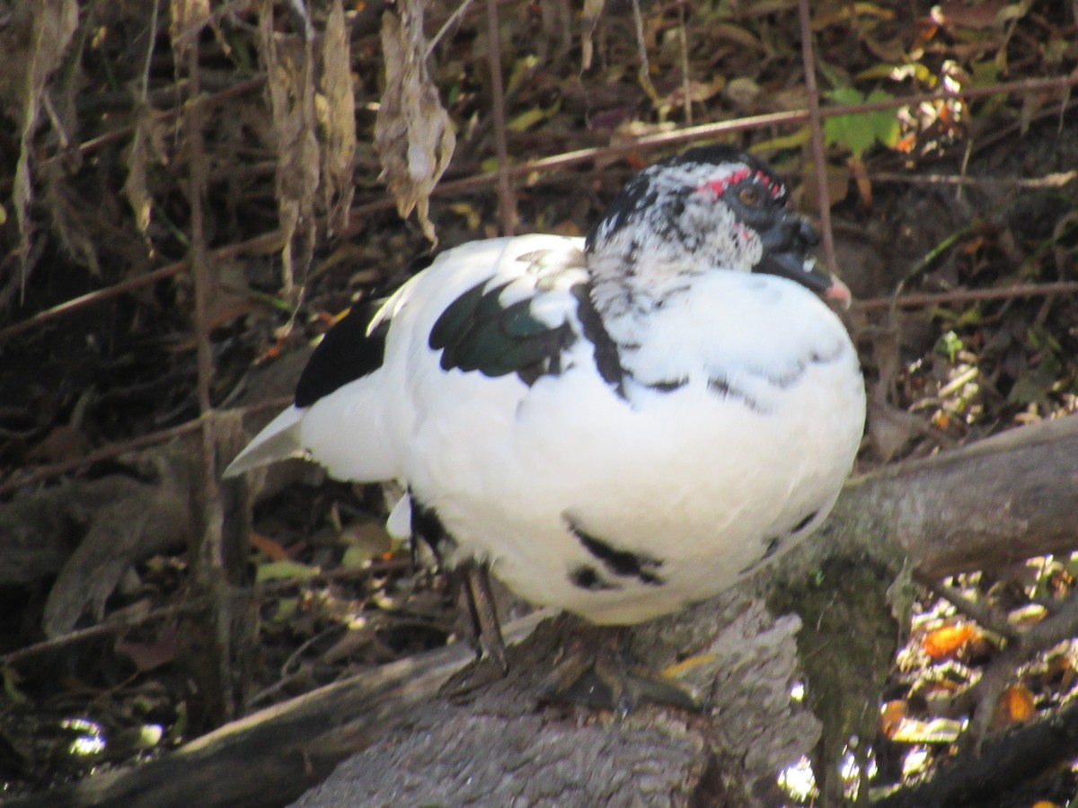 Ahate musketaduna (etxekoa) - ML646766359