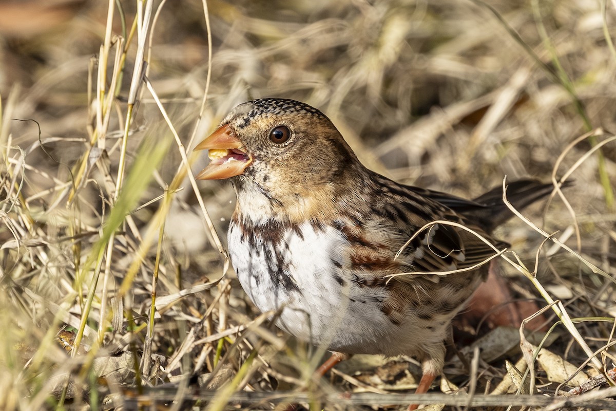 Harris's Sparrow - ML646766360