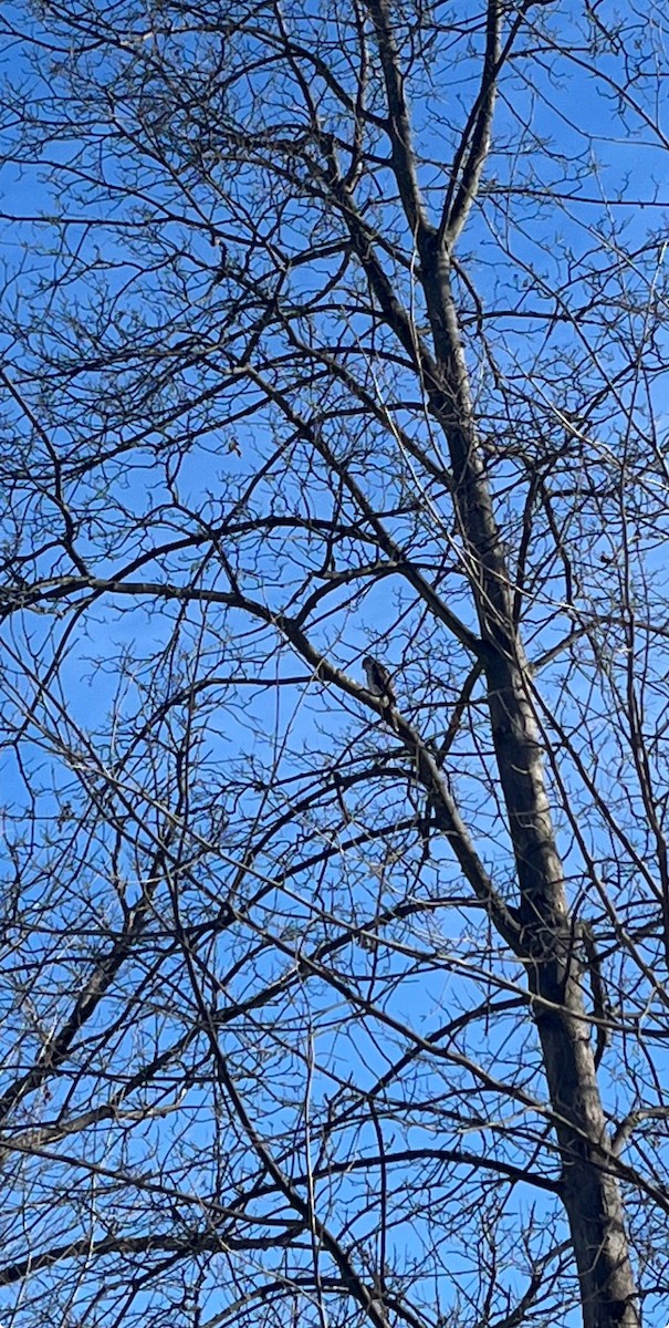 クーパーハイタカ - ML646766363