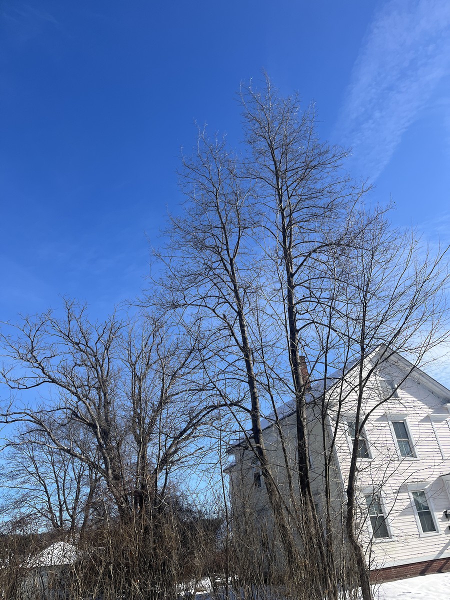 クーパーハイタカ - ML646766364