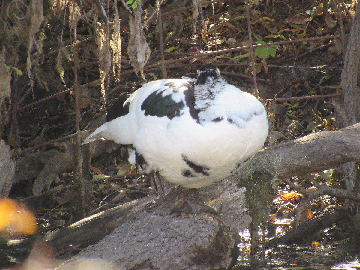 Ahate musketaduna (etxekoa) - ML646766365