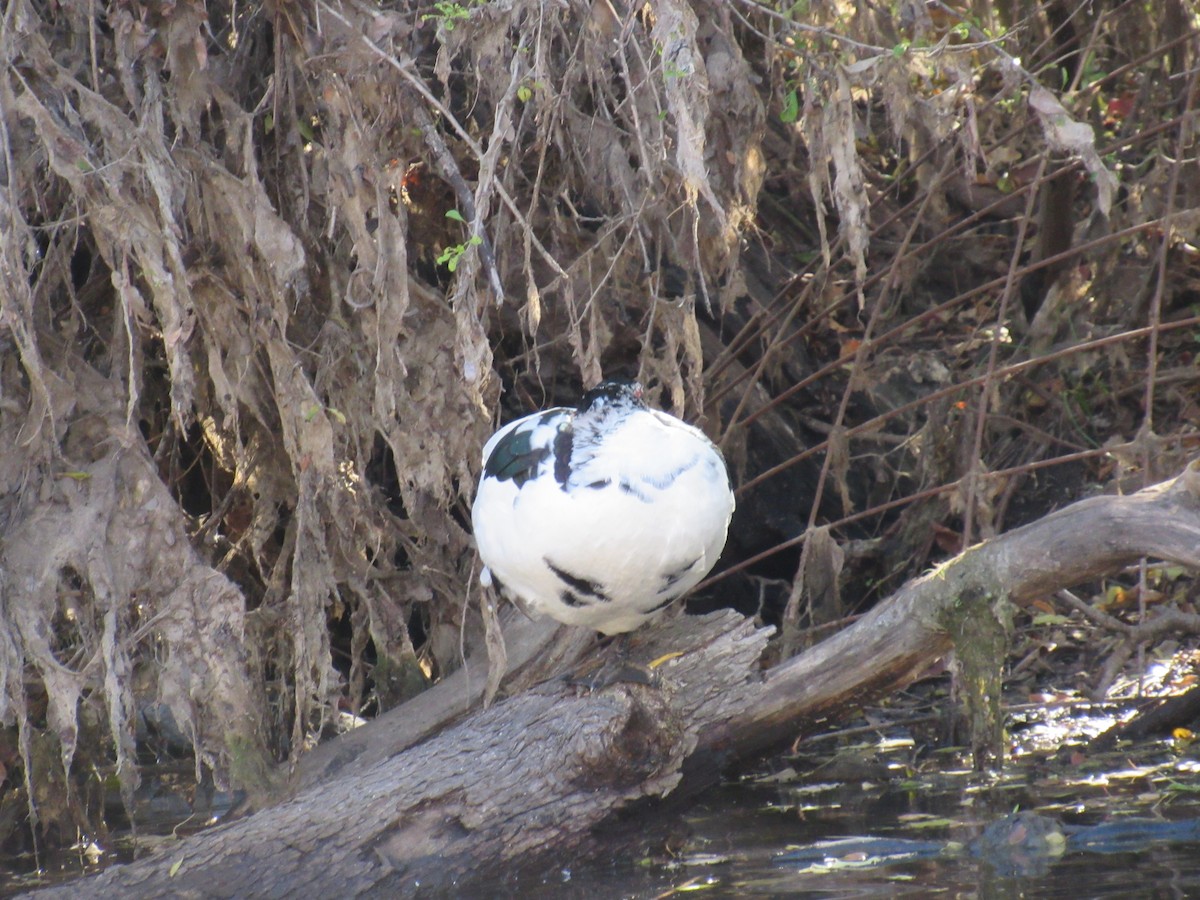 Ahate musketaduna (etxekoa) - ML646766368