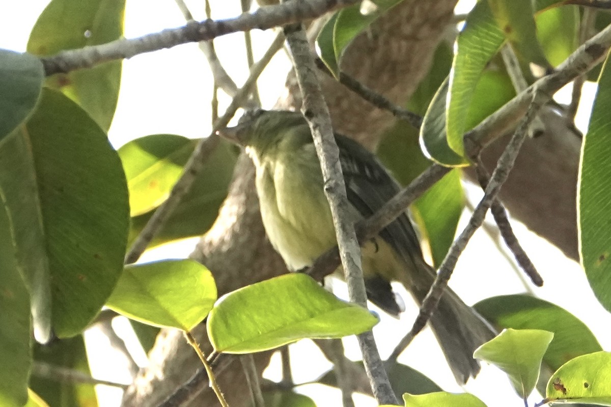 Yellow-margined Flatbill (obscuriceps) - ML646766372