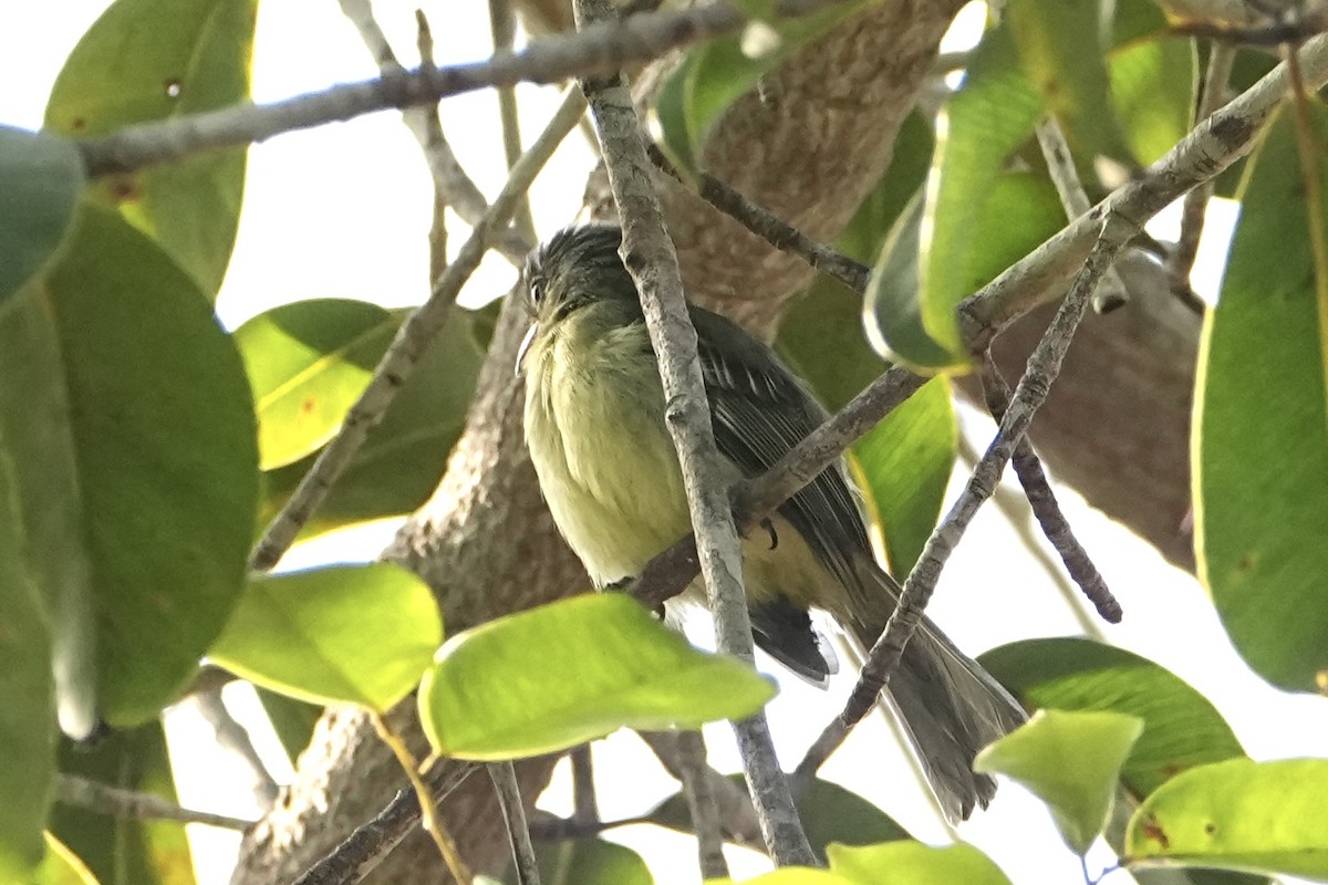 Yellow-margined Flatbill (obscuriceps) - ML646766373