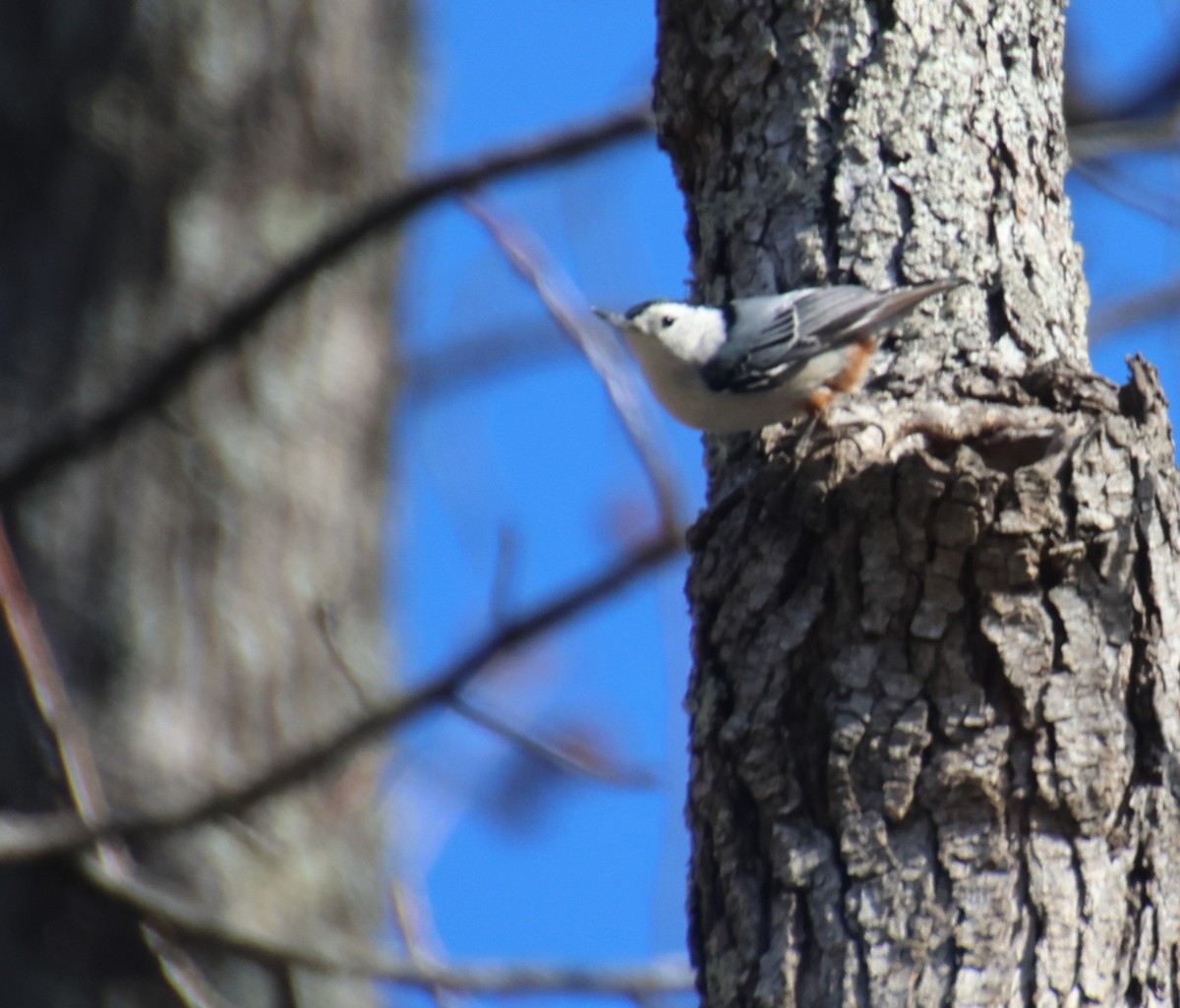 Sittelle à poitrine blanche - ML646766374