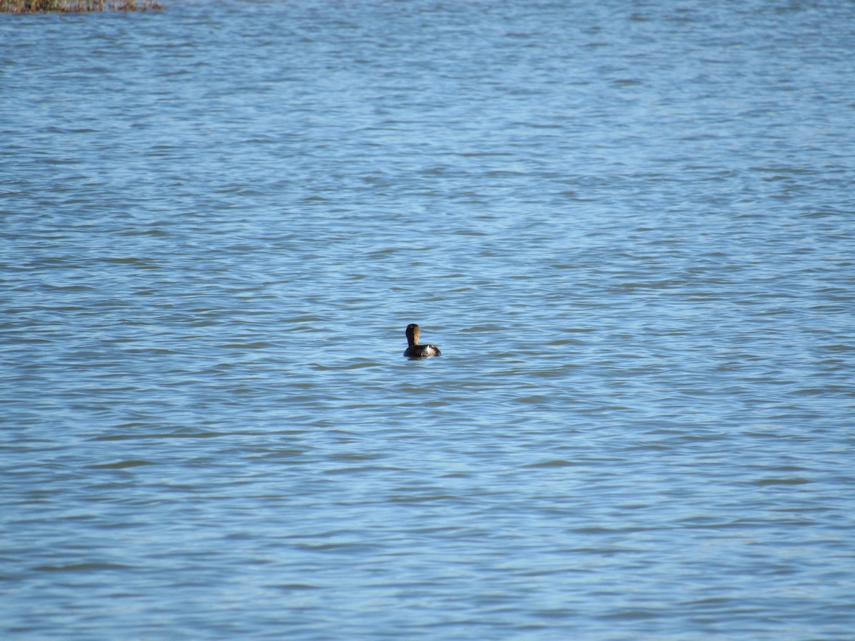 Txilinporta mokolodia - ML646766375