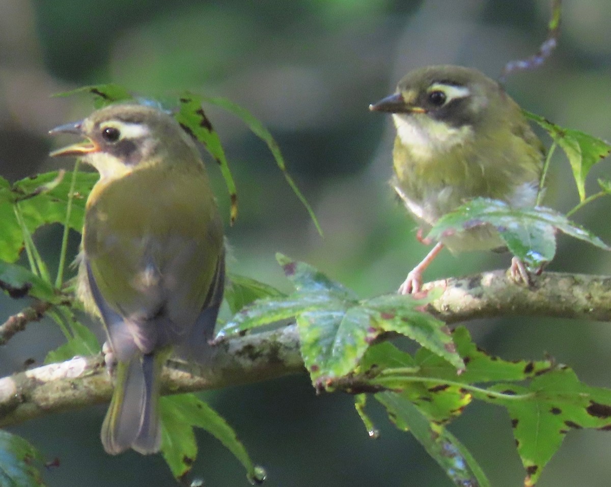 busktanagarspurv - ML646766380