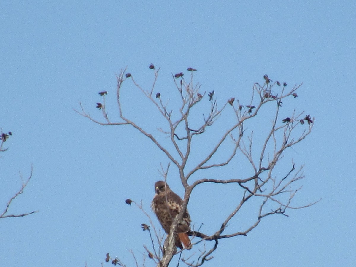 Zapelatz buztangorria - ML646766382