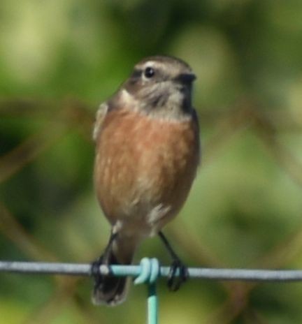 European Stonechat - ML646766386