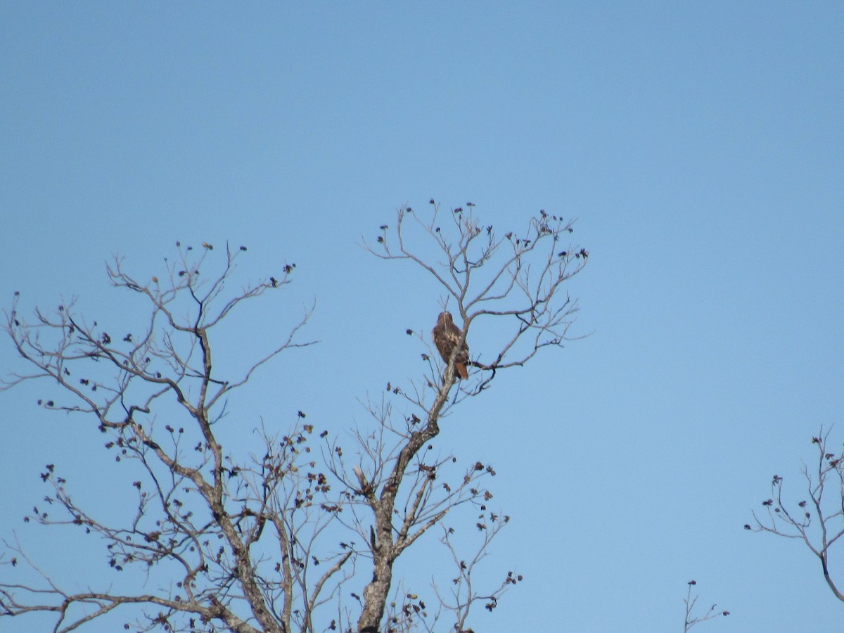 Zapelatz buztangorria - ML646766387