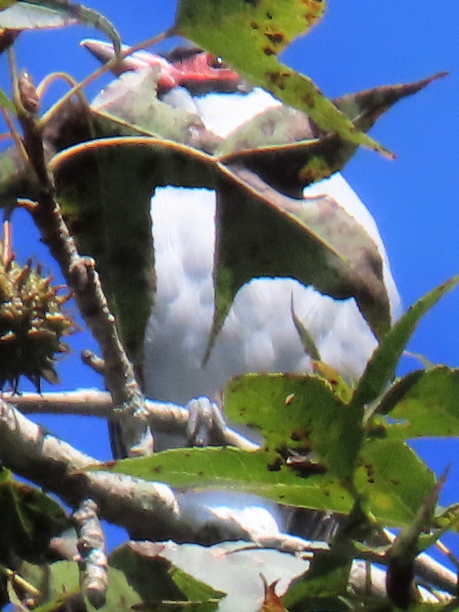 masketityra - ML646766388