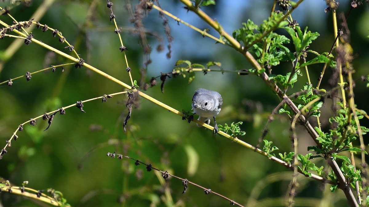 Голубая комароловка - ML646766395