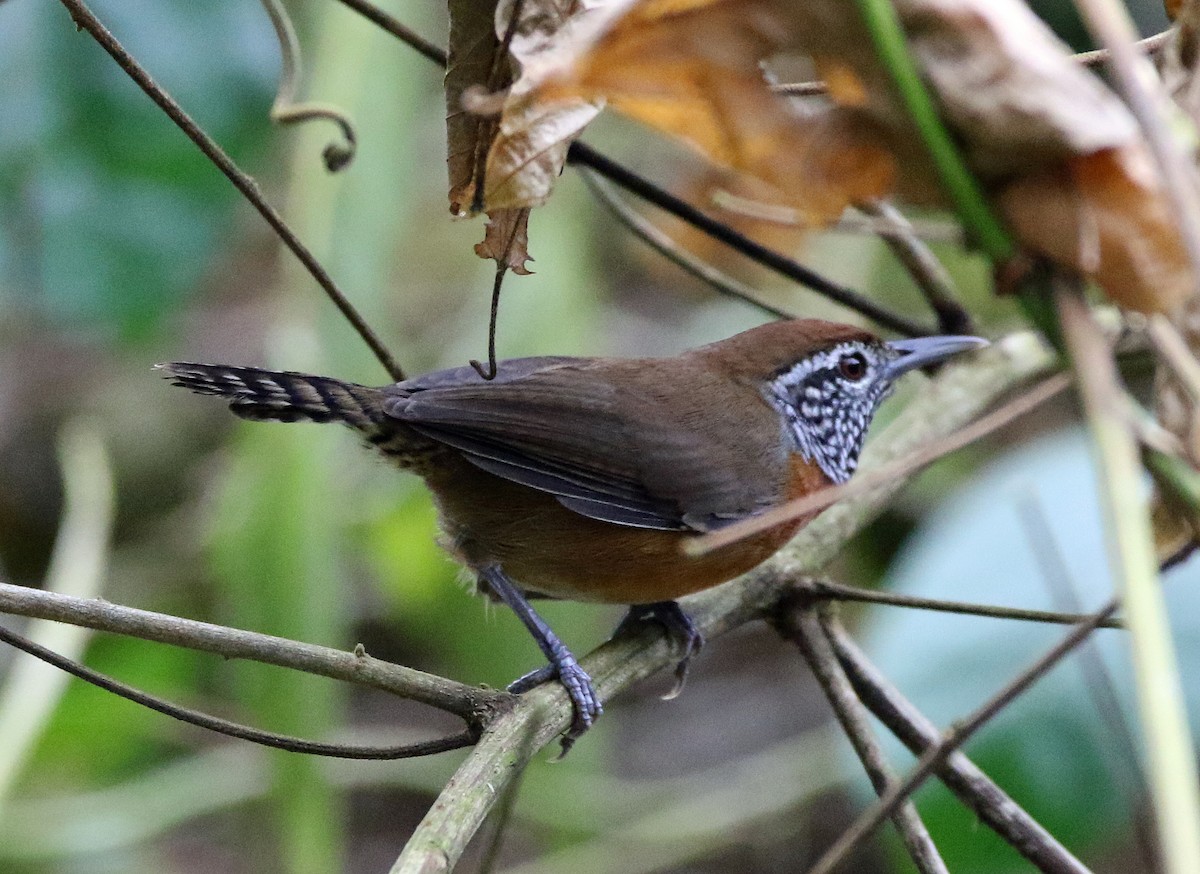 Rufous-breasted Wren - ML646766396
