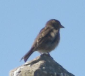 דרור הבית - ML646766397