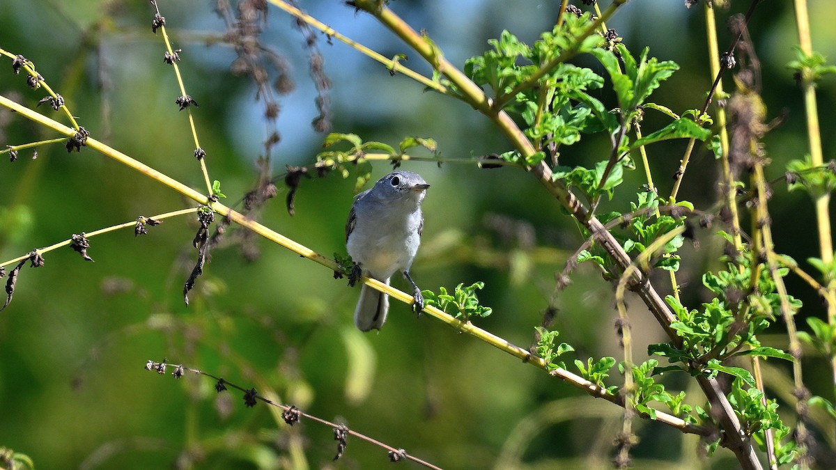 Голубая комароловка - ML646766398