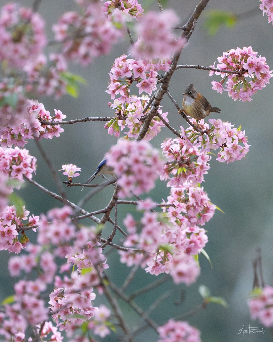 Whiskered Yuhina - ML646766399