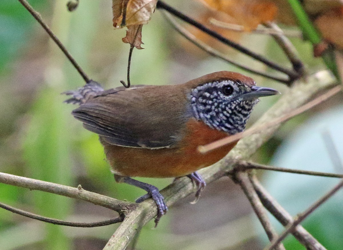 Rufous-breasted Wren - ML646766400